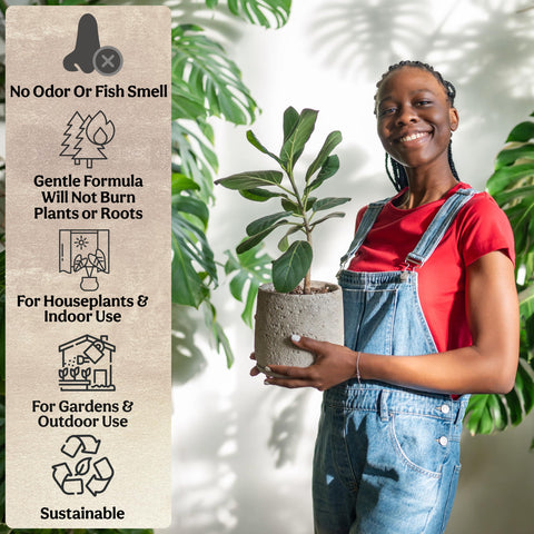 Grow Queen hanging baskets with lush foliage supported by steady nourishment.