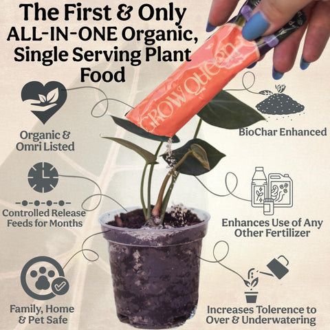 Grow Queen indoor plants thriving with balanced feeding and care.