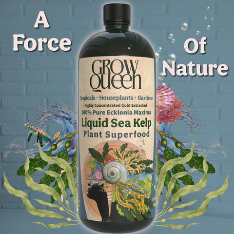 Grow Queen kelp bottle being poured for easy mixing.