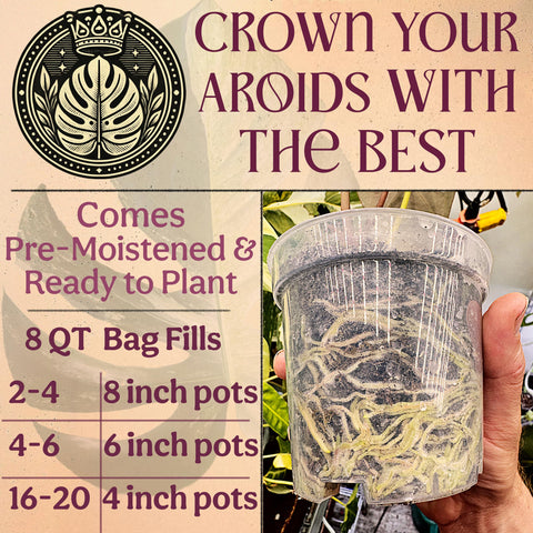 Grow Queen Tree Fern Fiber supports soil conditioning for tropical roots