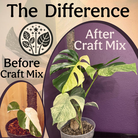 Peat-free, perlite-free Grow Queen mix with pumice and lava for drainage