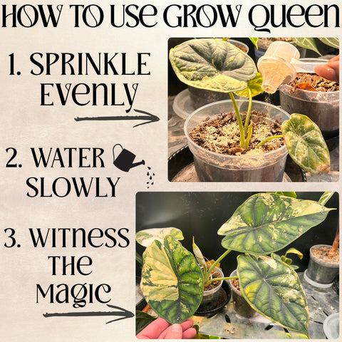 Grow Queen packaging emphasizes organic, OMRI-listed plant nutrition.