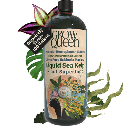 Grow Queen Organic Liquid Kelp Bottle boosts vigorous indoor plant growth