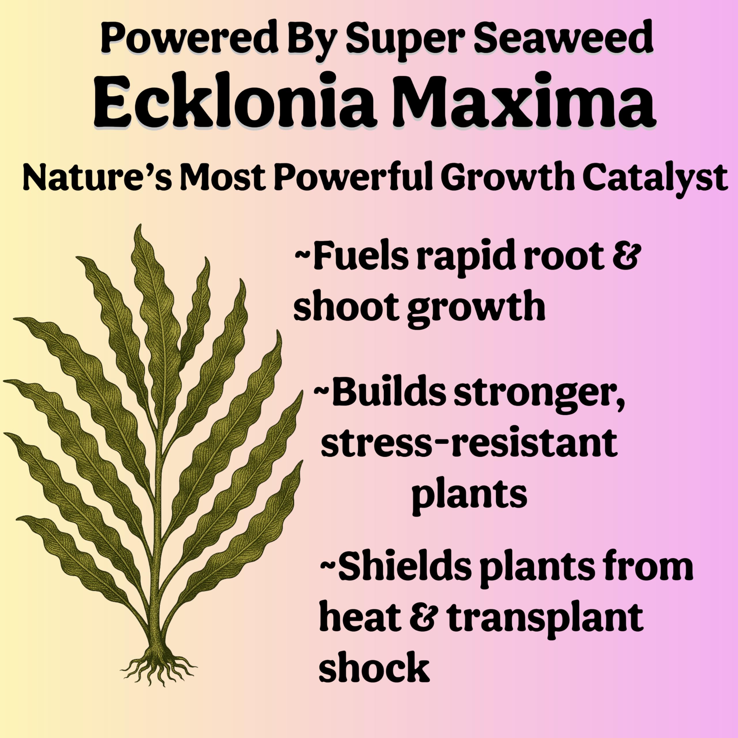 Grow Queen pairs with soil products for complete care