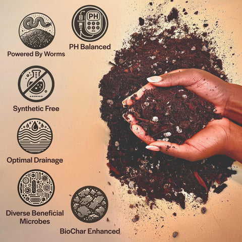 Grow Queen Tree Fern Fiber soil improves tropical root health