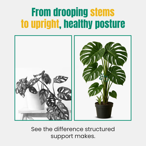 Growia clip-on adjustable plant stem holder, quick setup for effortless care.