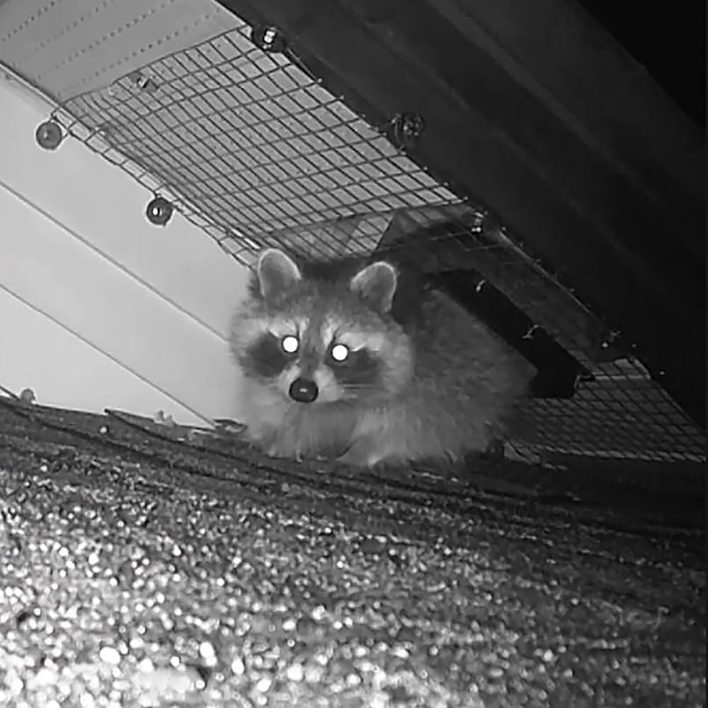 GROWLING Raccoon One Way Door in action reduces wildlife intrusions safely.
