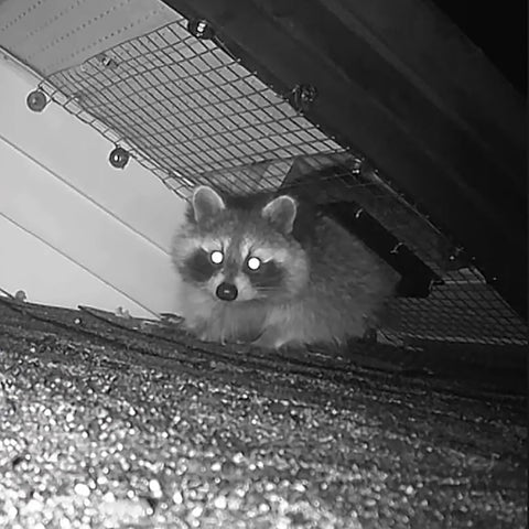 GROWLING Raccoon One Way Door in action reduces wildlife intrusions safely.