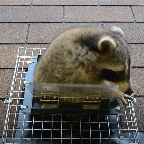 GROWLING eco-friendly exclusion method offers chemical-free wildlife management.