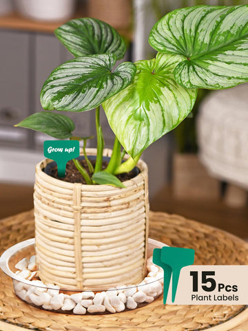 Growneer saucers with bottom grooves support air flow to soil.
