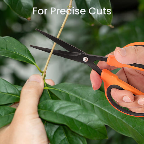 GROWNEER precise cut on rose plant using teflon-coated blades.