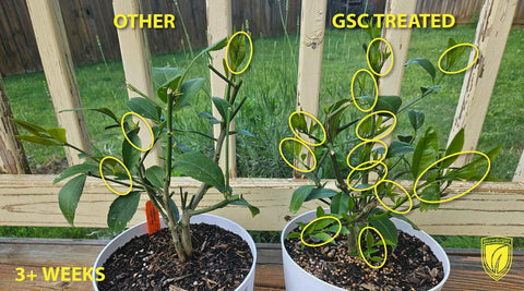 GrowScripts dwarf-container citrus trees setup in a potting space