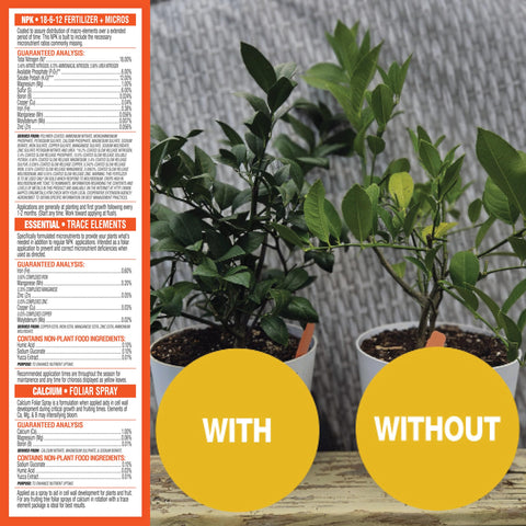 GrowScripts leaf color improving in a home citrus setup with balanced soil