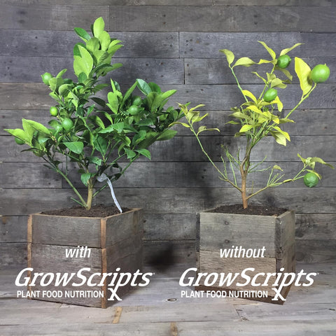 GrowScripts NPK granules spread around the base for steady growth