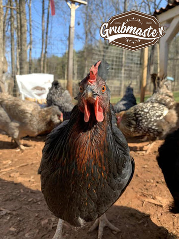 GRUBMASTER dried BSF larvae for enrichment and natural flock nutrition
