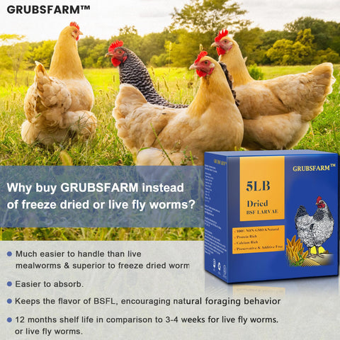 Molting support from GRUBSFARM BSF larvae energizes hens during molt