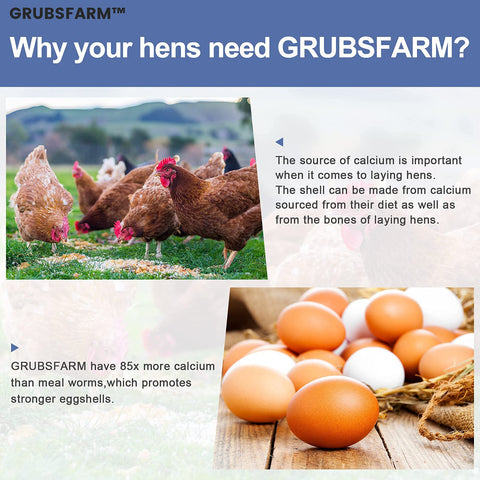 Encourages natural foraging with GRUBSFARM BSF larvae as a snack