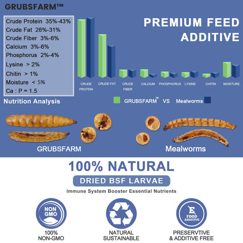 GRUBSFARM dried black soldier fly larvae close-up, high-protein snack for flocks.