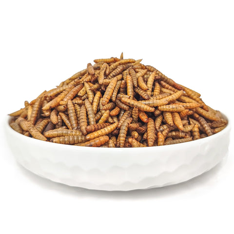 GRUBSFARM HARTOMPET supports healthier feathers and shell strength.