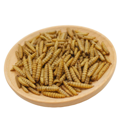 Sustainable feeding with GRUBSFARM, reducing waste in farms.