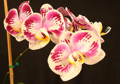 Easy-to-use orchid fertilizer application with Orchid Love
