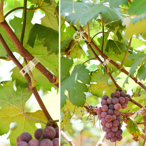 GSINODRS clips promote airflow and sunlight exposure for healthier fruit growth.
