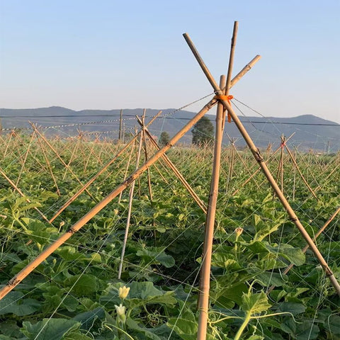 GUANGYE bamboo frame creates simple garden structures and lattice designs.