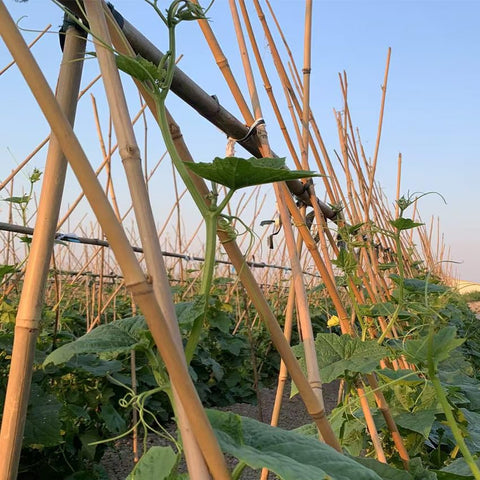 Guangye bean plant stake provides reliable support for climbing beans and sun-loving vegetables