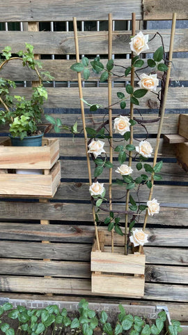GUANGYE indoor potted plant scene demonstrates versatile trellis use.