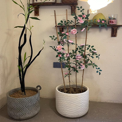 GUANGYE tomato climber supported by bamboo trellis