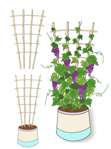 GUANGYE cucumber and vegetable vines guided by bamboo trellis