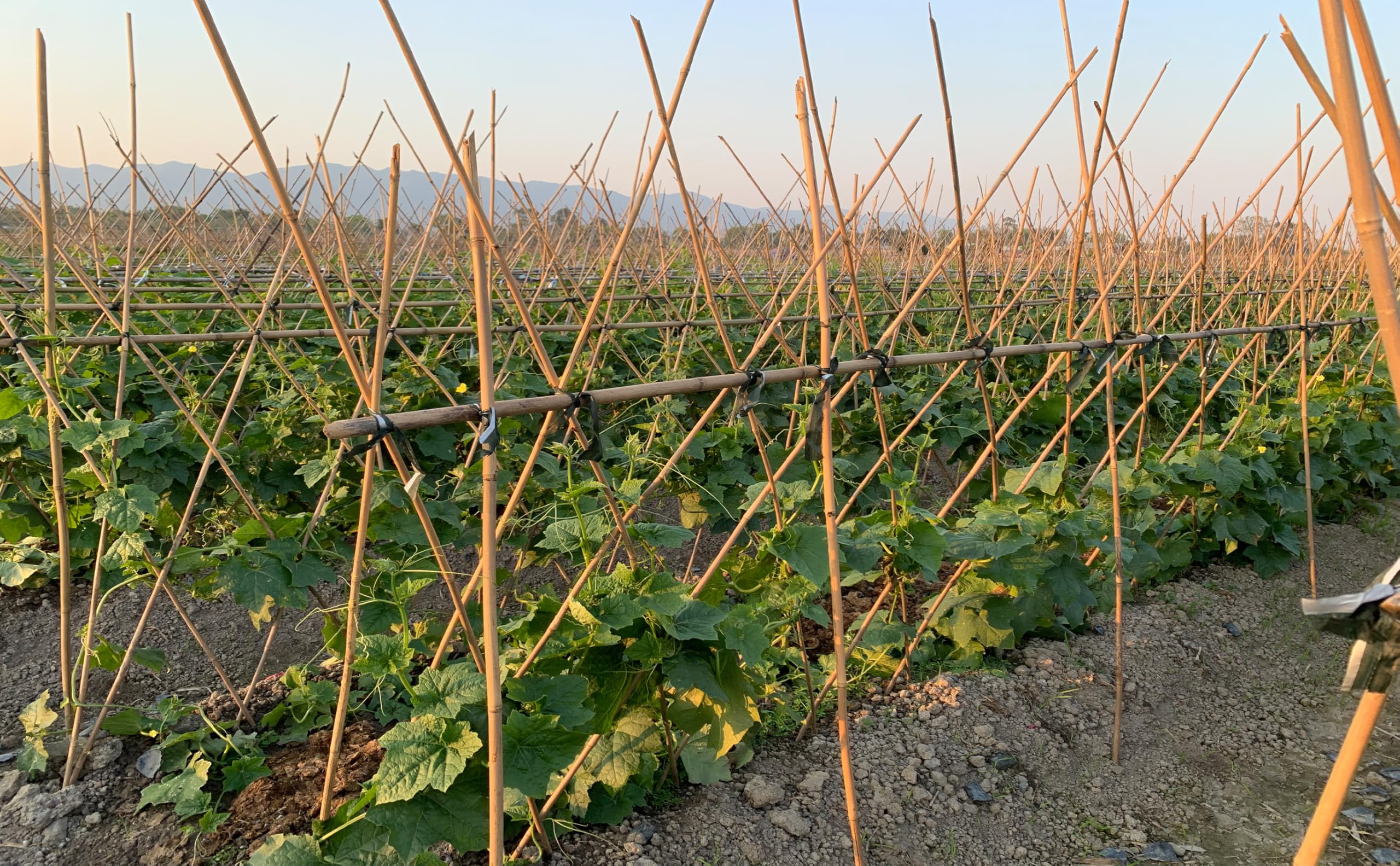 Guangye vegetable garden bamboo post keeps crops upright for easier harvesting and air circulation