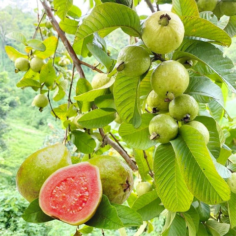 Guava seeds 55+ perennial pack front view for garden planning and planting