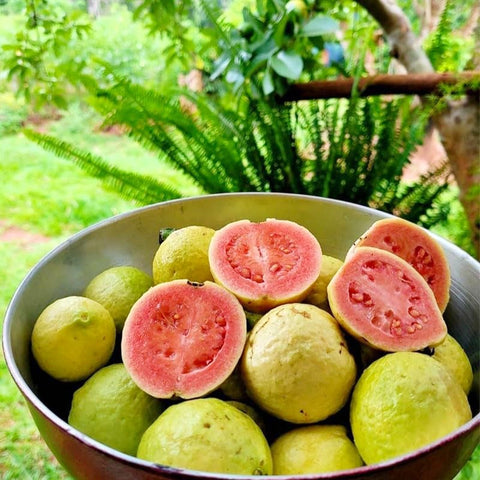Guava seeds harvest-ready fruit on tree demonstrates production potential
