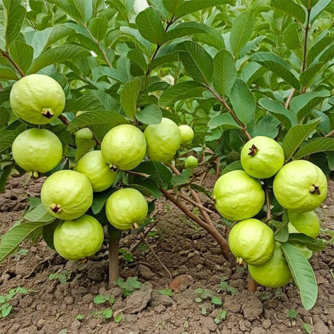 Guava seeds mature tree landscape with mottled bark and fruit
