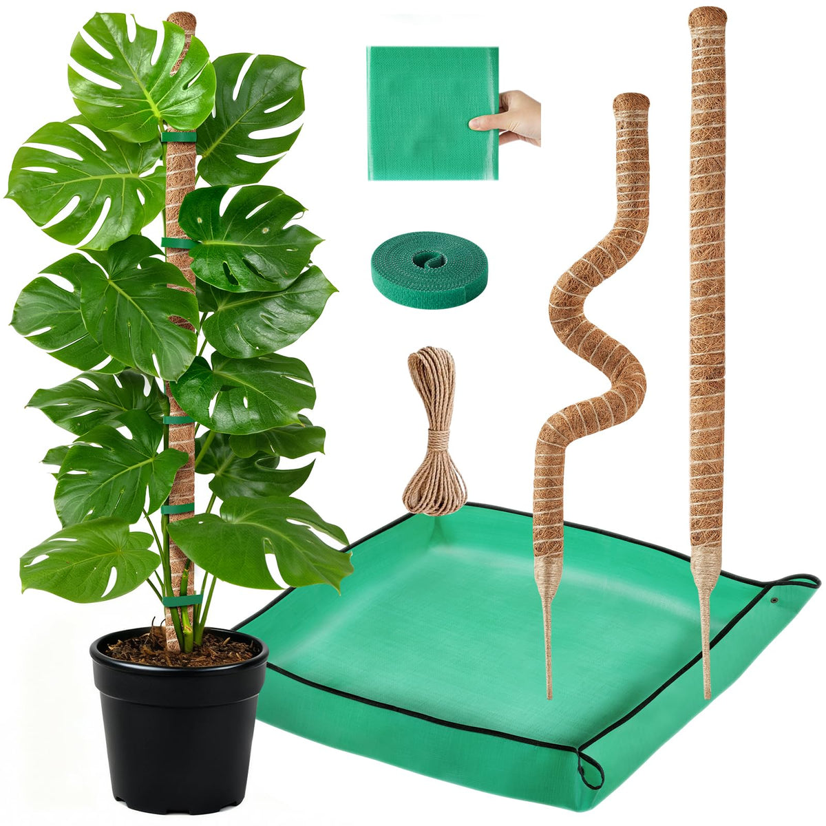 GUIDOT moss pole supports monstera for steady upward growth and moisture balance.