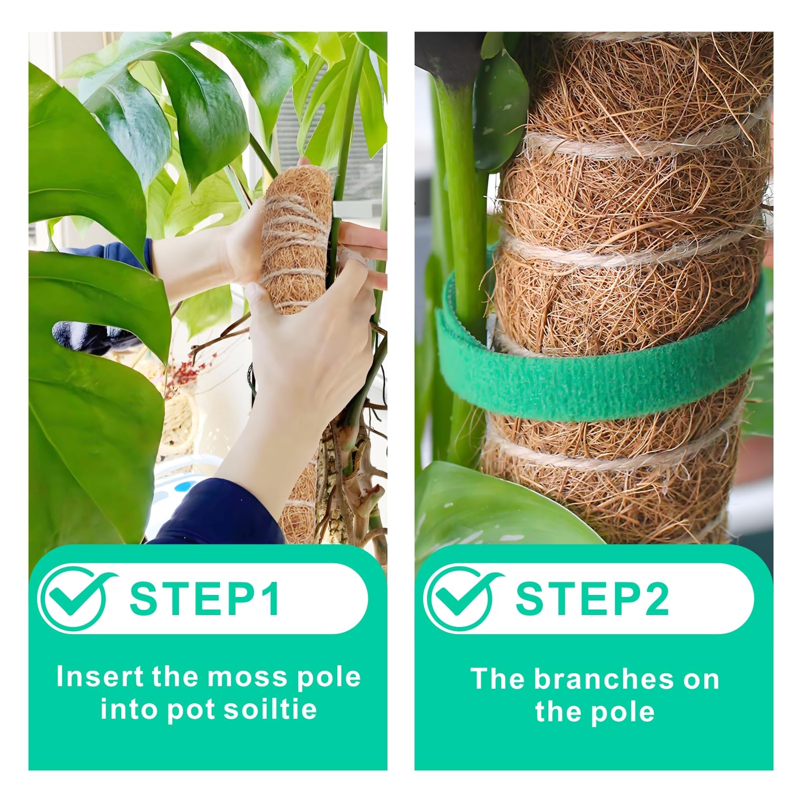 GUIDOT moss pole for philodendron supports shaping and vertical growth.