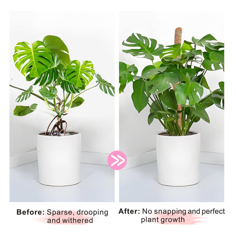 GUIDOT moss pole for pothos encourages vertical growth.