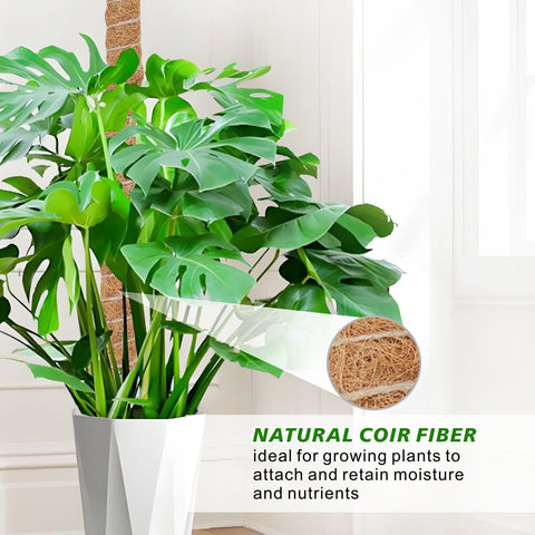 GUIDOT tall, adjustable plant sticks for indoor climbers.