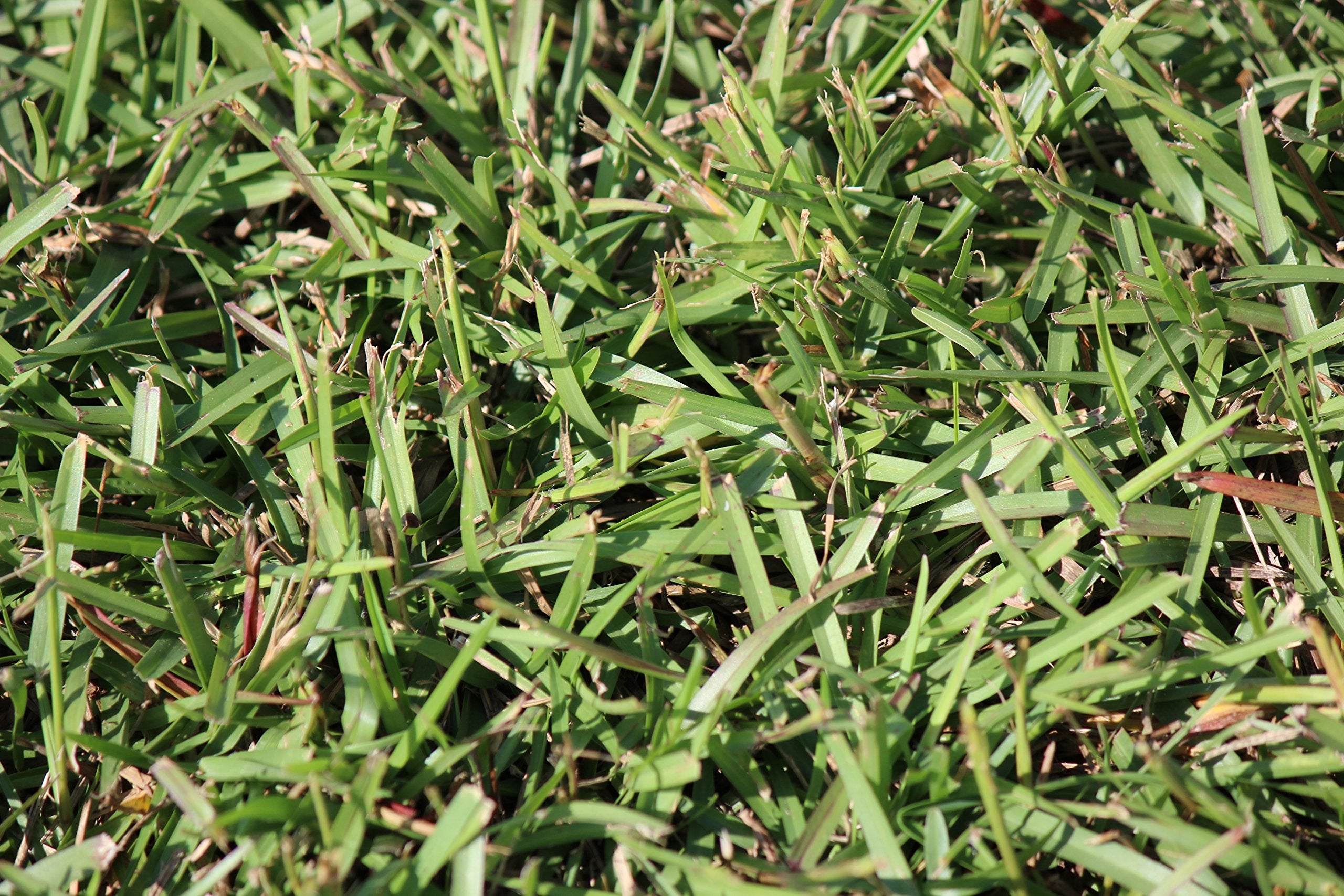 Gulf Kist Centipede Seed performing well in acidic soil conditions