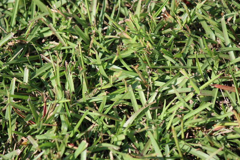 Gulf Kist Centipede Seed performing well in acidic soil conditions