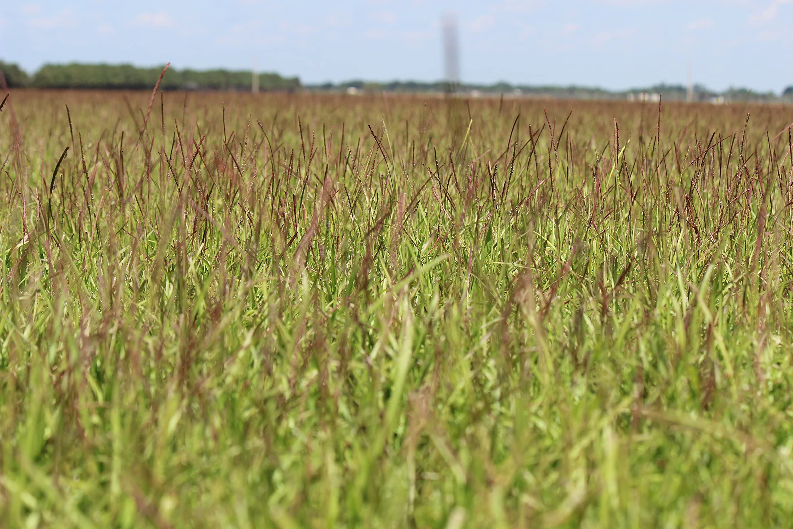 Gulf Kist Centipede Seed offering low-maintenance lawn care