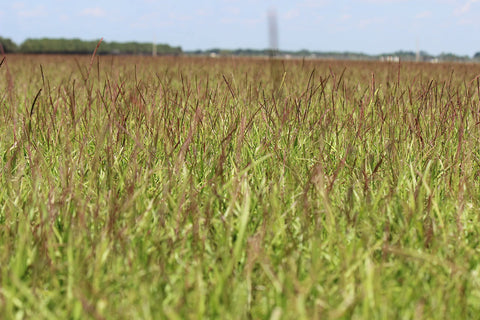 Gulf Kist Centipede Seed offering low-maintenance lawn care