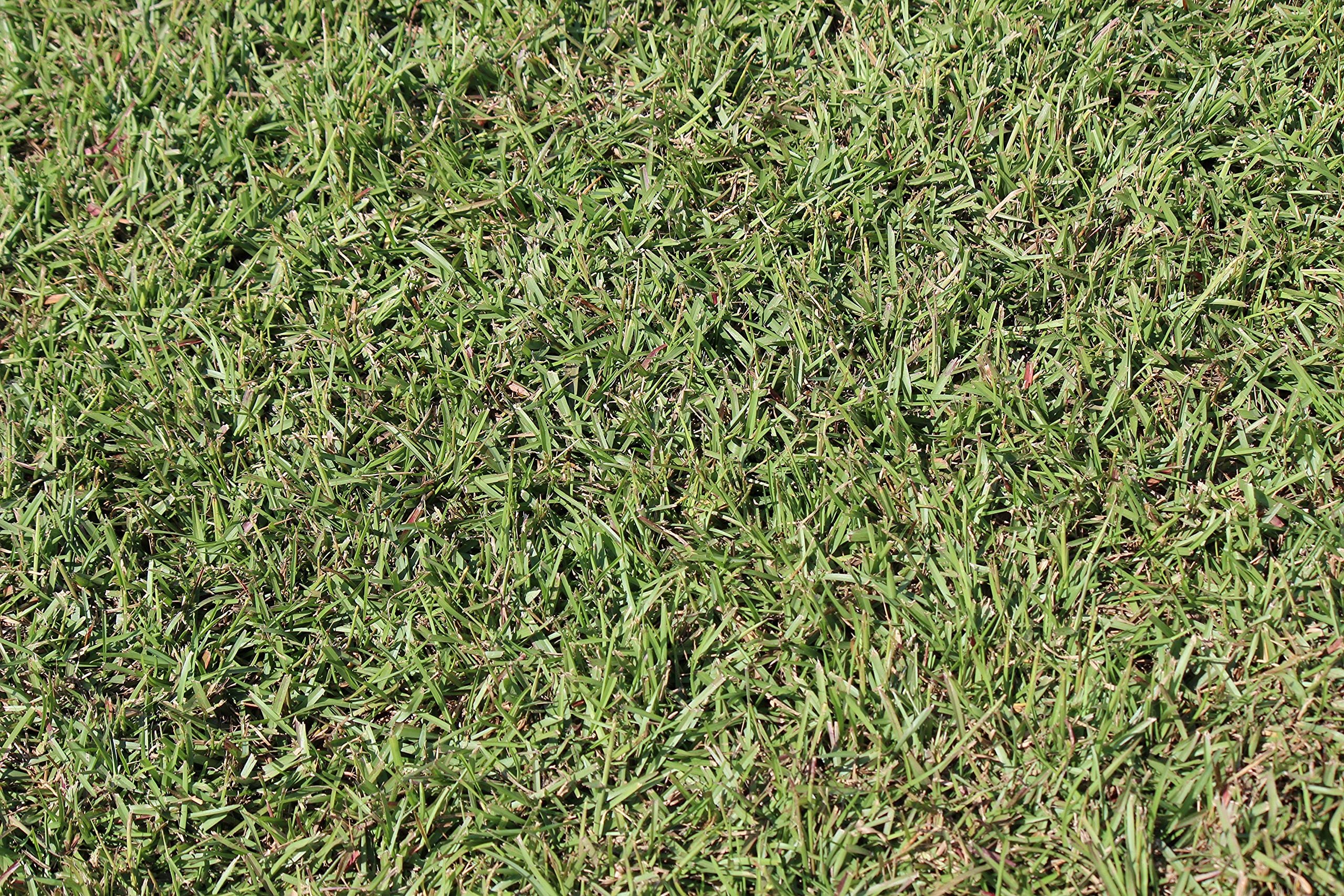 Gulf Kist Centipede Seed in a shaded area demonstrating tolerance