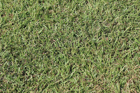 Gulf Kist Centipede Seed in a shaded area demonstrating tolerance