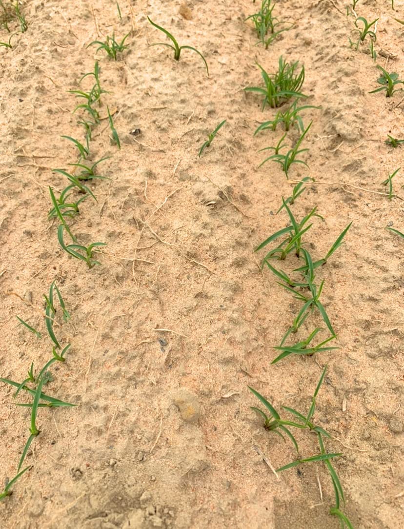 Seed being spread over soil by Gulf Kist Centipede Seed for dense lawn
