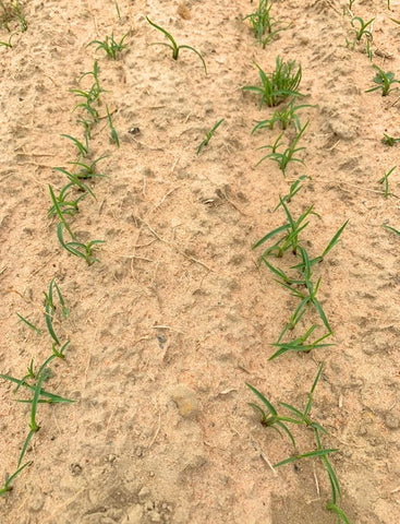Seed being spread over soil by Gulf Kist Centipede Seed for dense lawn