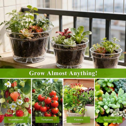 Gute transparent root check pot helps moisture assessment for seedlings