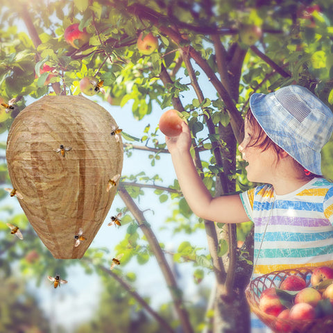 GWHOLE early-spring hanging helps deter wasps before nesting begins.