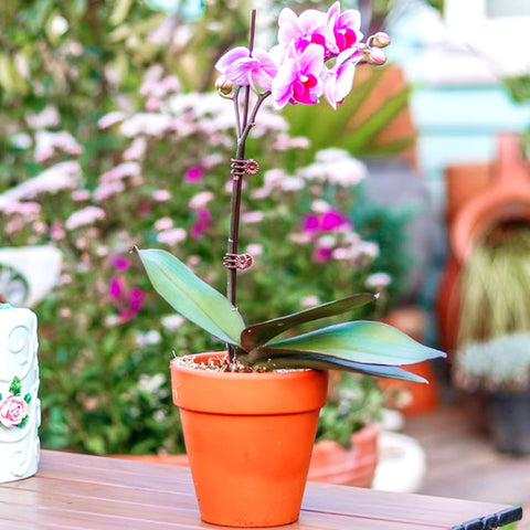 GXXMEI dark brown clips blend with planters while supporting growth